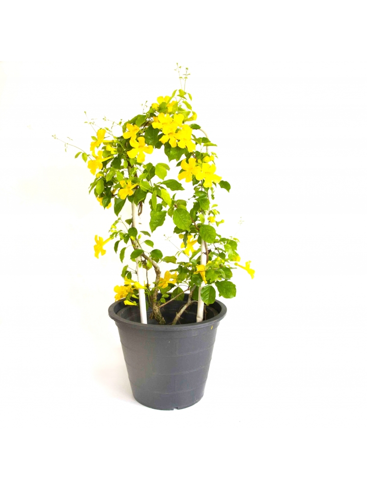 Cat's Claw (Uncaria Tomentosa)